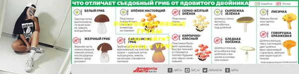 молекула духа Богданович